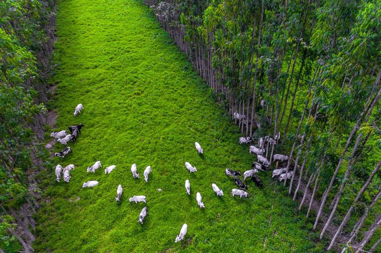 Gado em pastagem verde cercado por árvores em sistema ILPF com integração entre pecuária e floresta