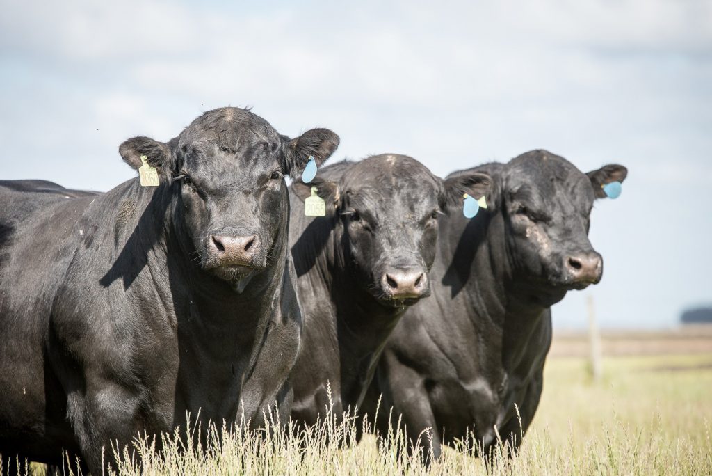 Boi da raça Angus em pé no pasto, uma das raças exportadas pelo Brasil no mercado global de gado vivo