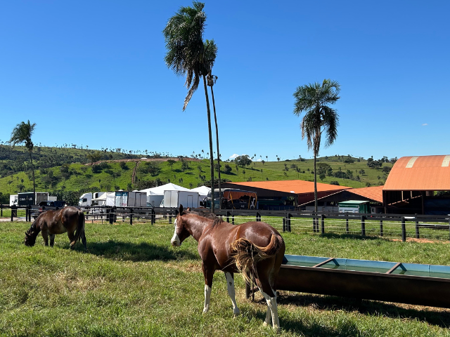 Cavalo Quarto de Milha da JBJ Ranch em ambiente de campo, fotografado por Larissa Bezerra. Animal em posição lateral, evidenciando pelagem, estrutura corporal e padrão racial.