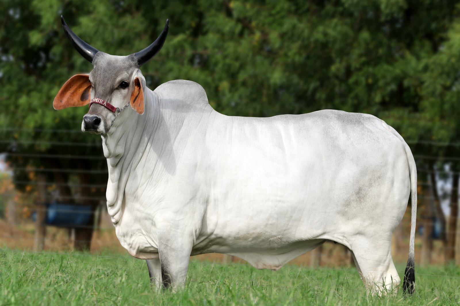 Vaca Guzerá GenBra Acácia FIV em perfil, em ambiente rural, destacando porte e características leiteiras da nova recordista jovem da raça.