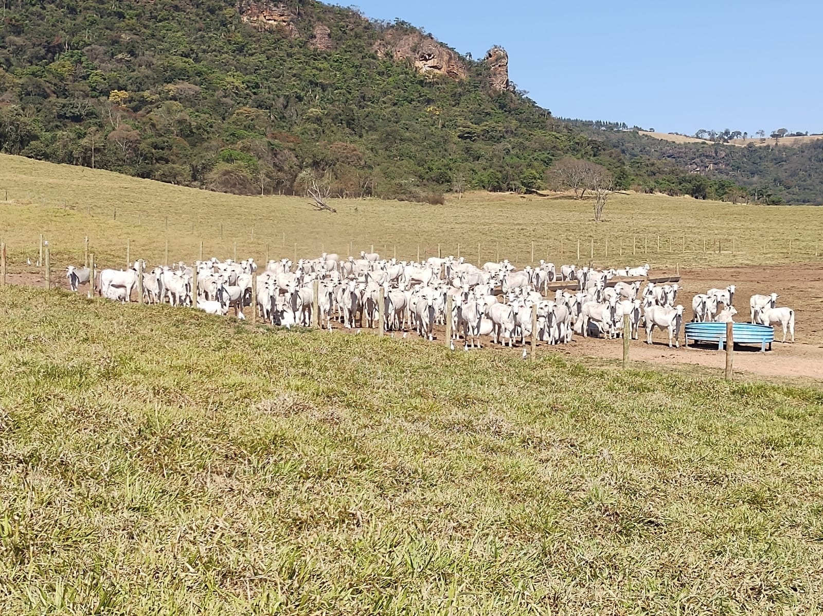 Grupo de vacas Nelore em piquete cercado com cocho azul, em sistema de sequestro durante a seca, com pastagem ao fundo e paisagem de morro coberto por vegetação nativa.