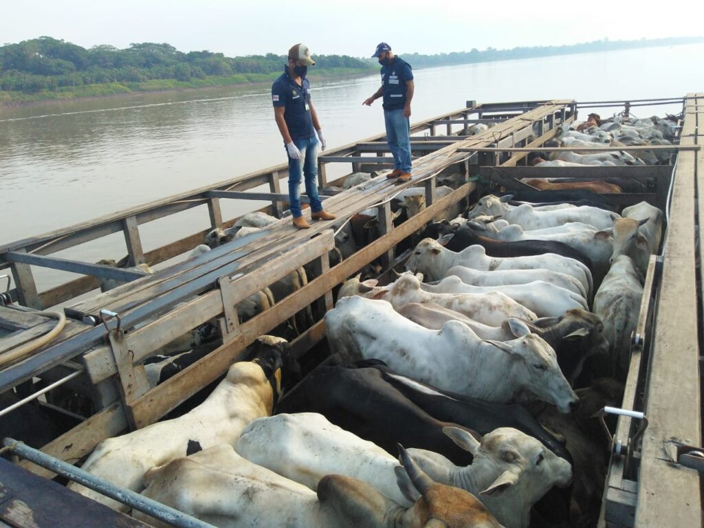 Transporte fluvial de bovinos na região Norte do Brasil. Nova portaria do MAPA propõe regras específicas para garantir o bem-estar dos animais durante o deslocamento.