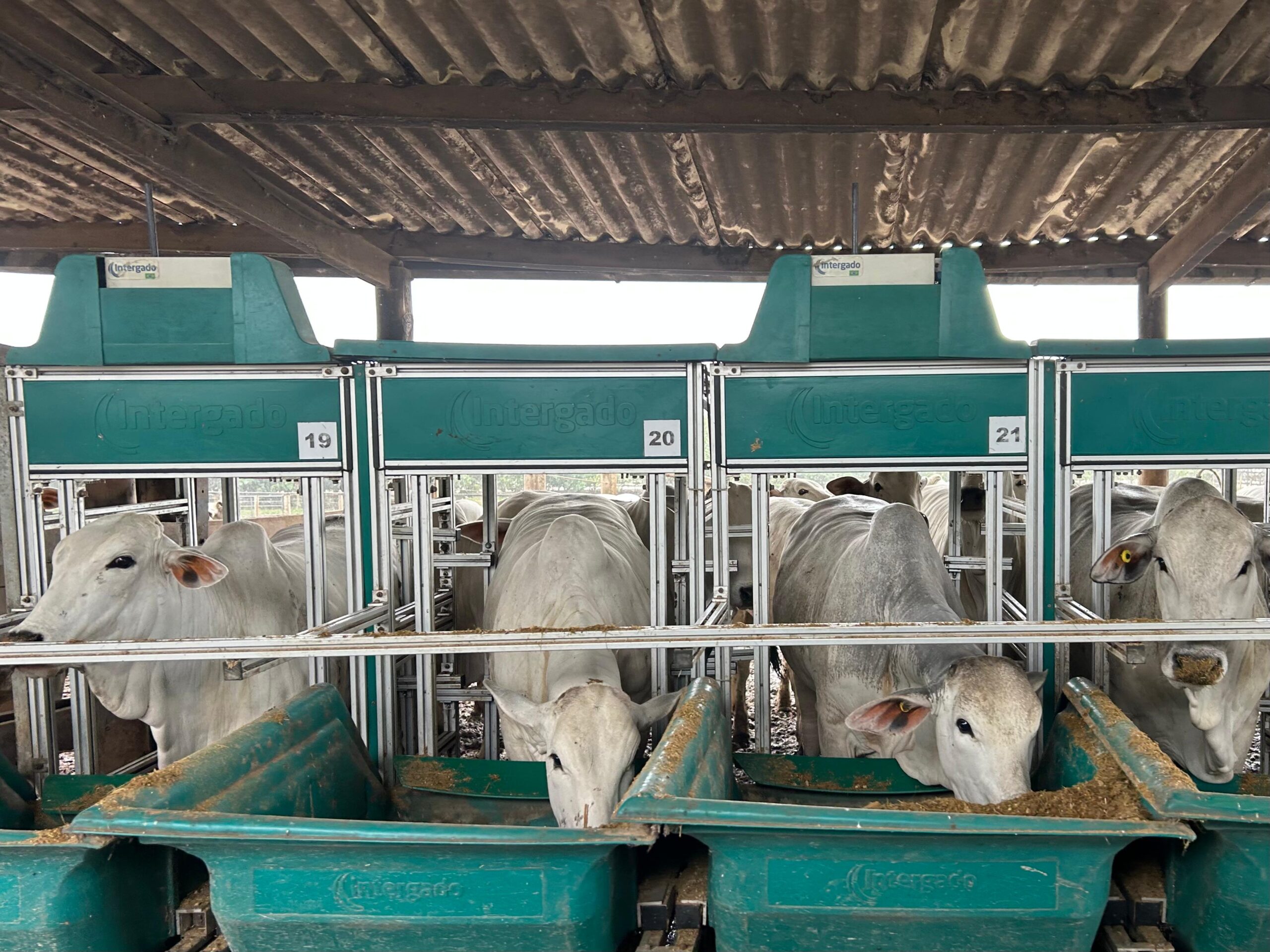 Bois confinados se alimentando em cocho; imagem representa sistemas de produção pecuária com foco em eficiência alimentar