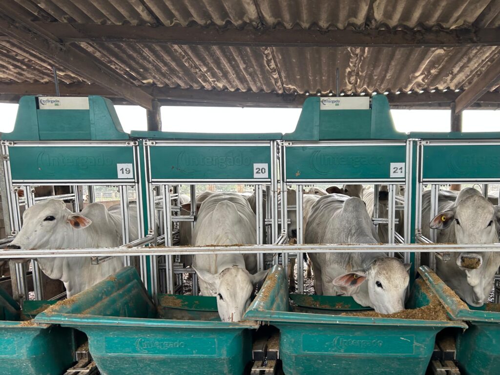 Bois confinados se alimentando em cocho; imagem representa sistemas de produção pecuária com foco em eficiência alimentar