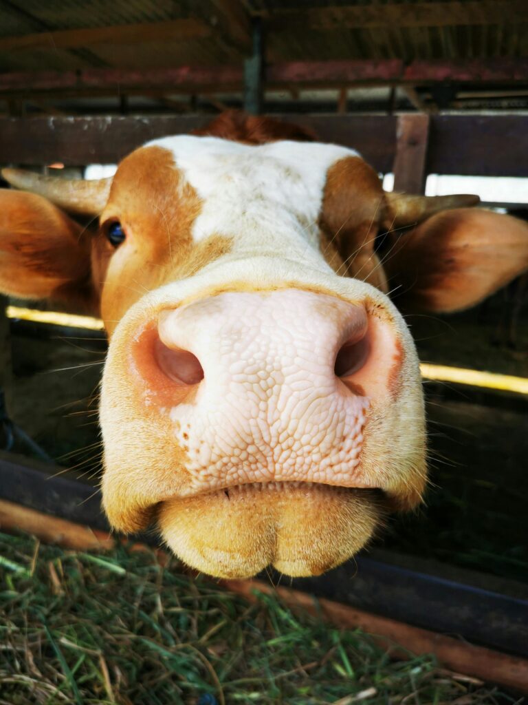 Celular escaneando o focinho de um boi em fazenda, demonstrando o uso da biometria bovina para rastreabilidade individual.
