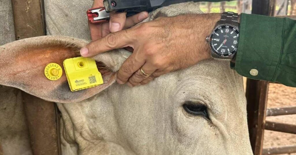 Boi no pasto com brinco eletrônico na orelha, utilizado para rastreamento por GPS com tecnologia da iBoi.