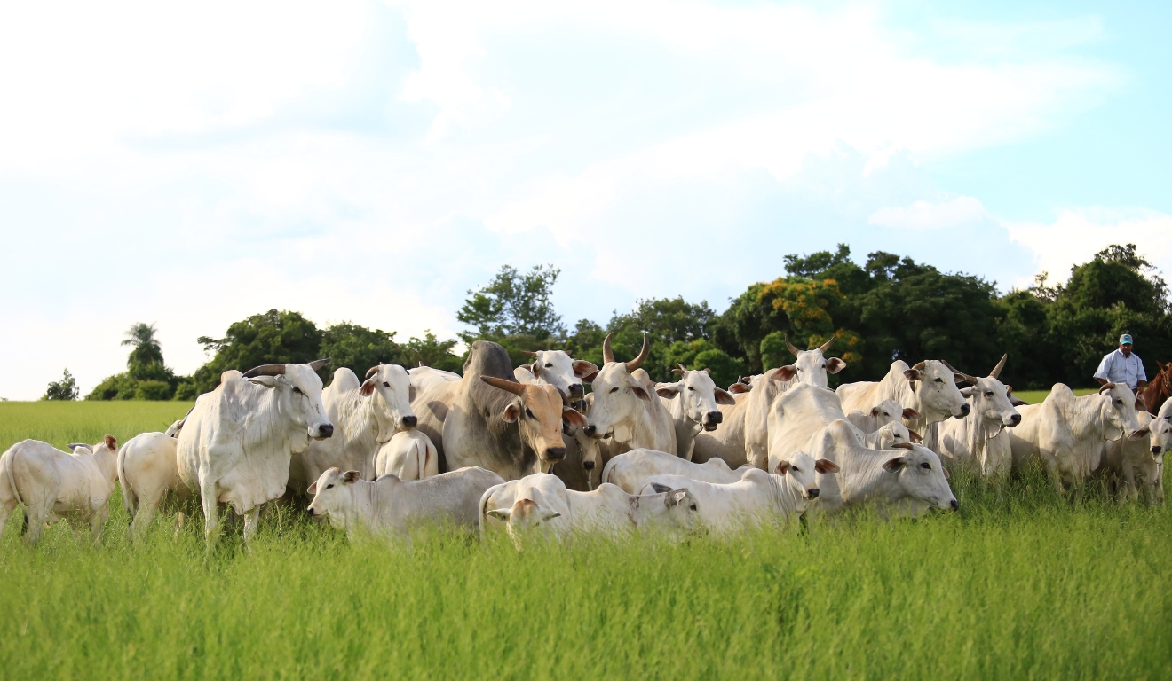 Como o calendário das chuvas pode ser um aliado da reprodução bovina