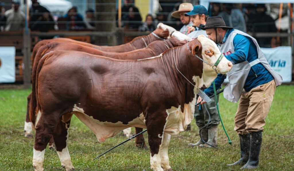 Temporada de Exposições de Primavera começa no Sul genética e negócios para o pecuarista