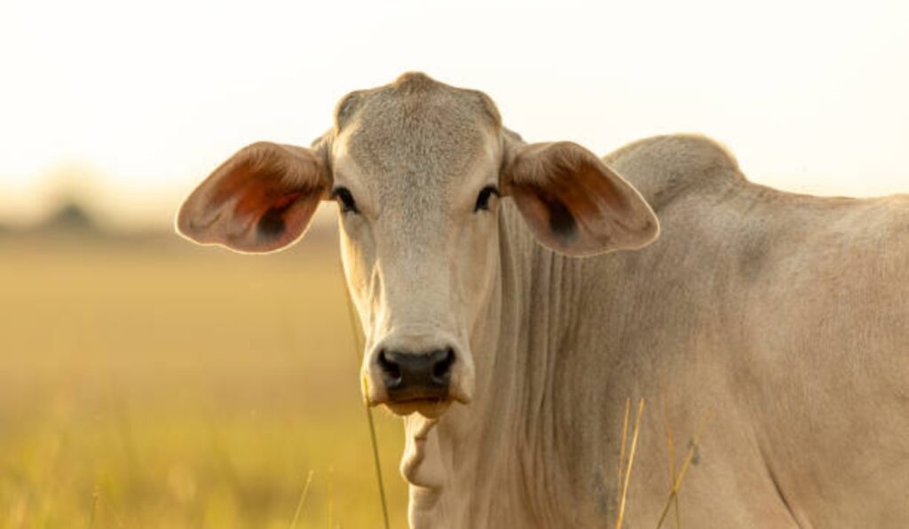 Fêmeas valorizam e equilibram mercado enquanto preço do boi gordo se mantém