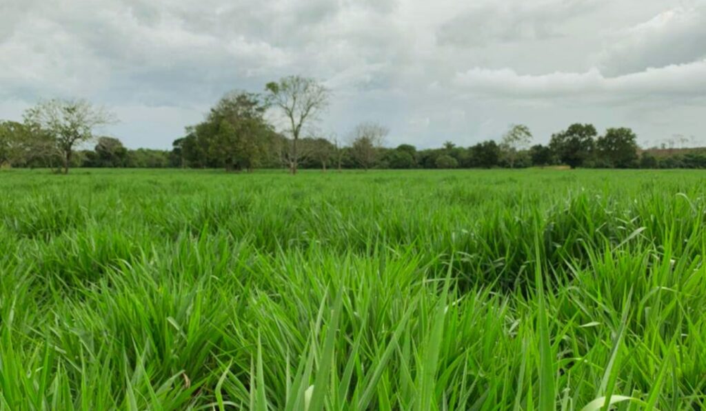 Veja por que as brachiarias híbridas estão virando aliadas da pecuária após o tarifaço