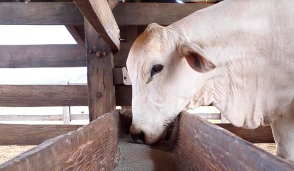 Veja por que minerais são essenciais para a eficiência reprodutiva do rebanho